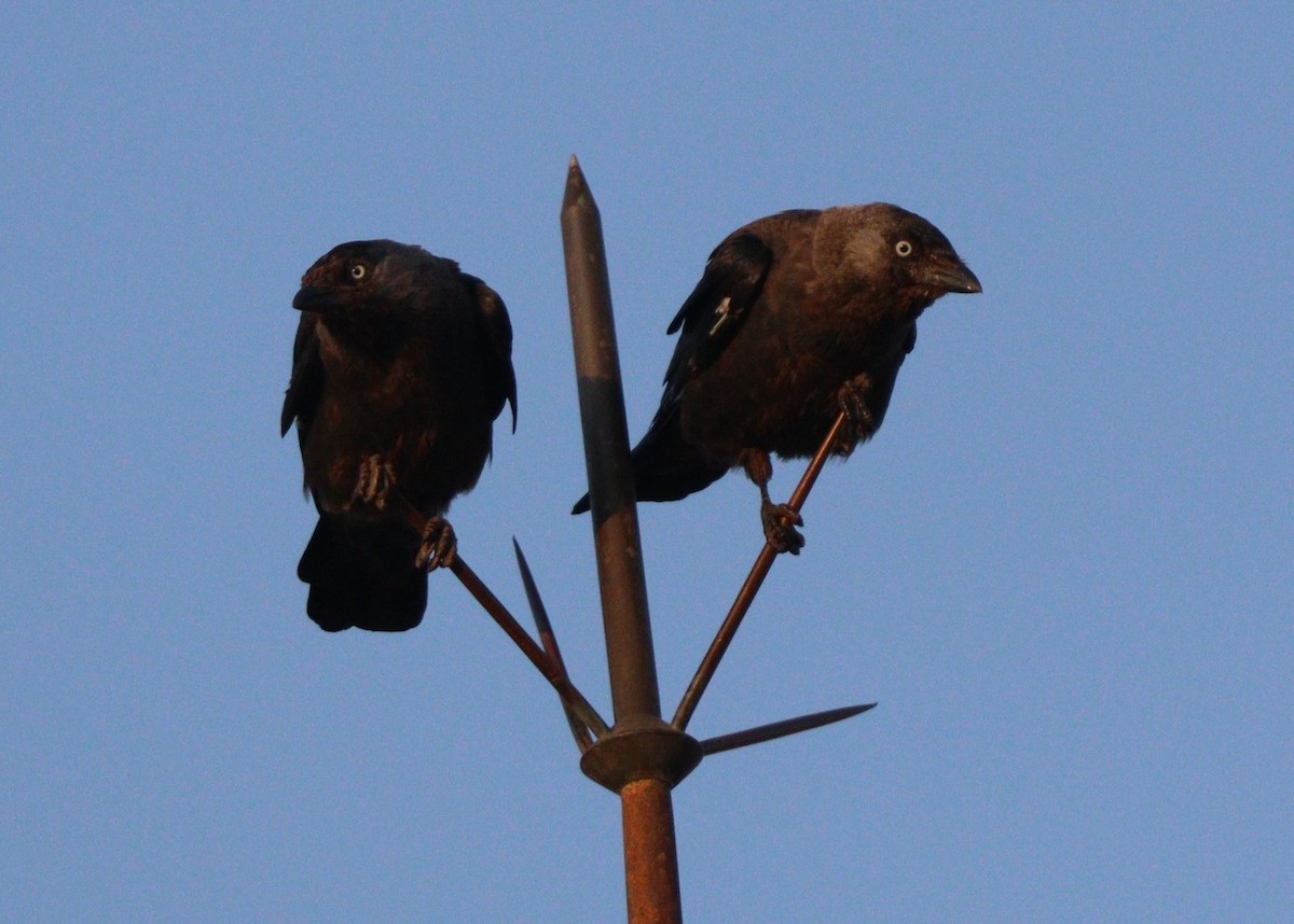 Eurasian Jackdaw - ML640745570