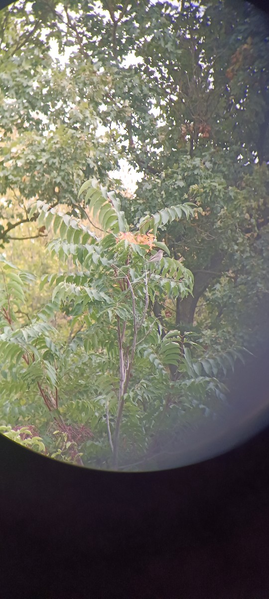 Spotted Flycatcher - ML640745578