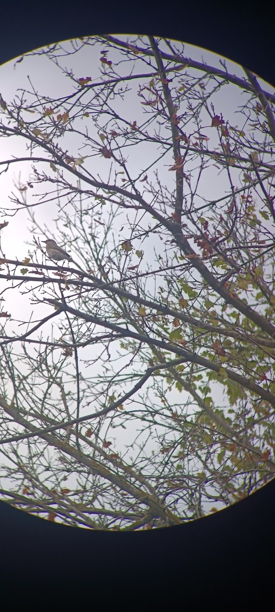 Spotted Flycatcher - ML640745586
