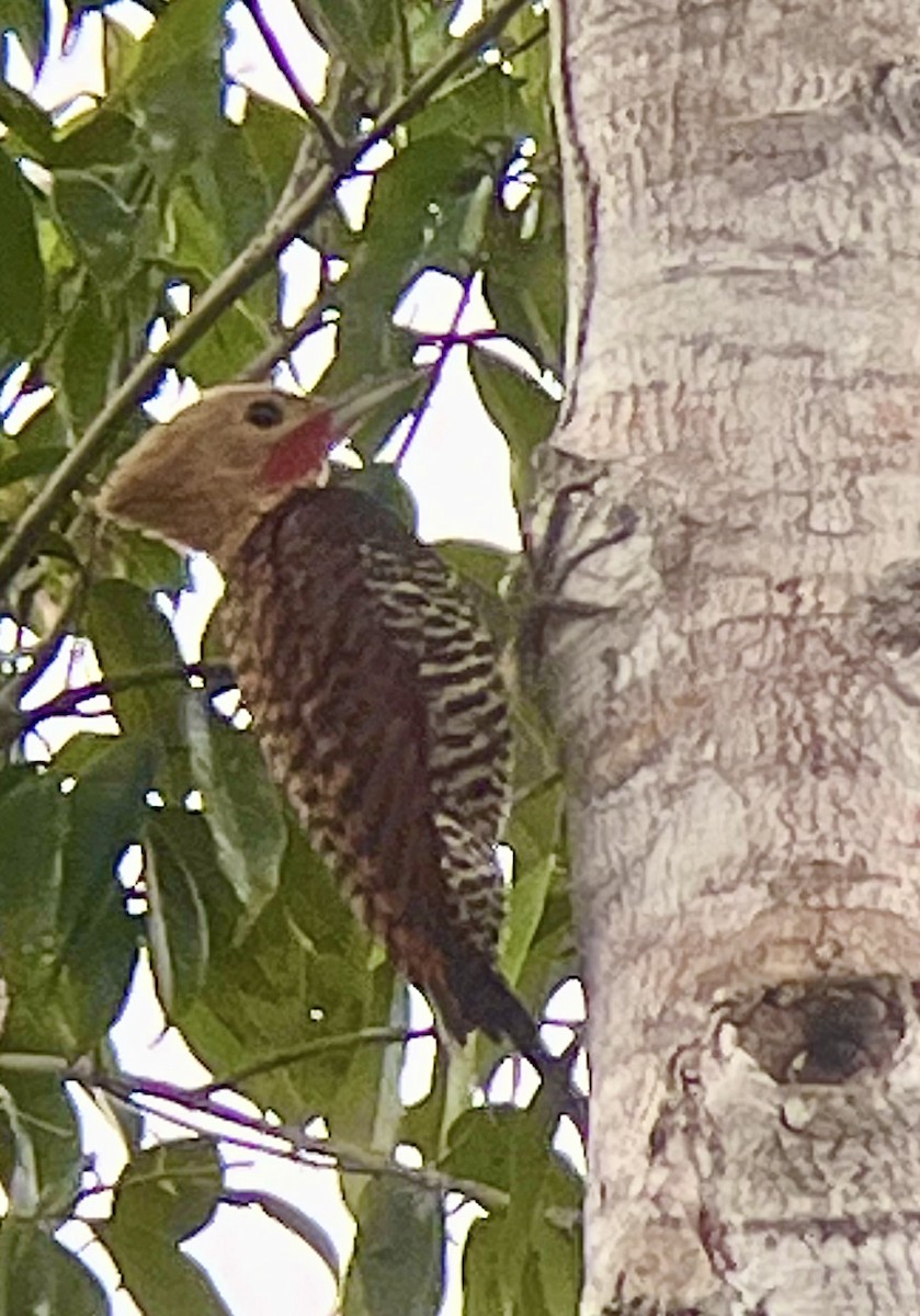 Ringed Woodpecker (Atlantic Black-breasted) - ML640745591