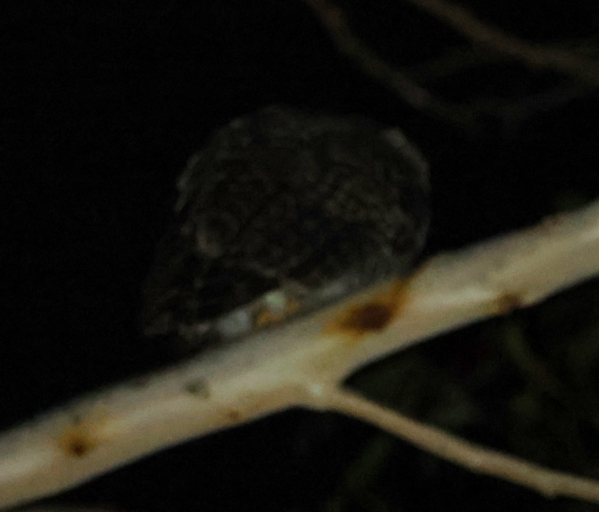 Powerful Owl - ML640745601