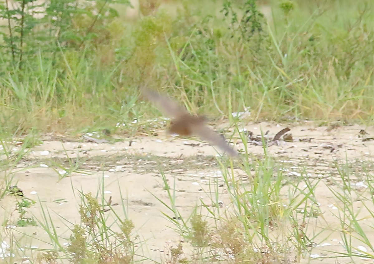 Blue-breasted Quail - ML640745637