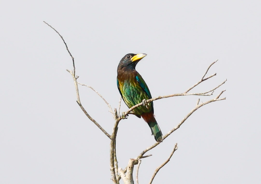Great Barbet - ML640745638