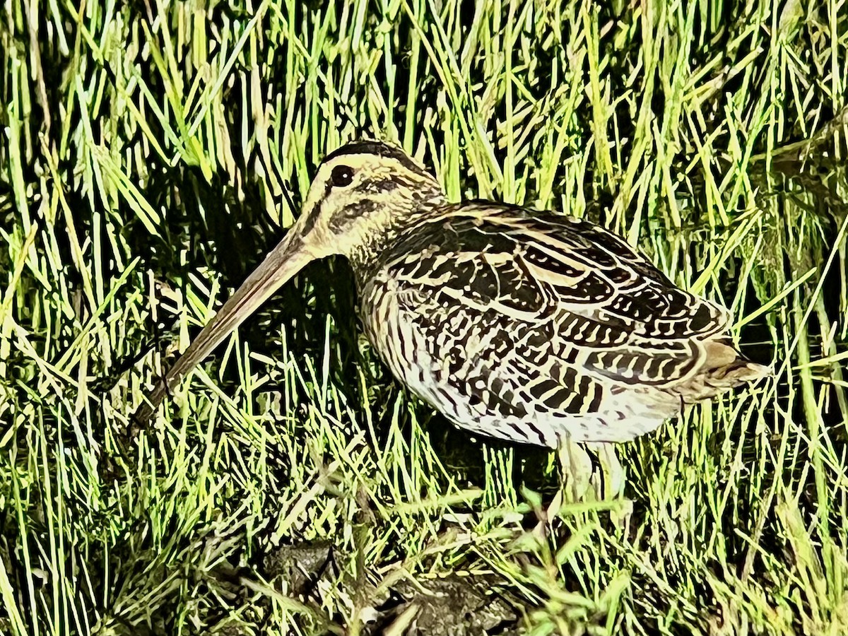 Giant Snipe - ML640745644