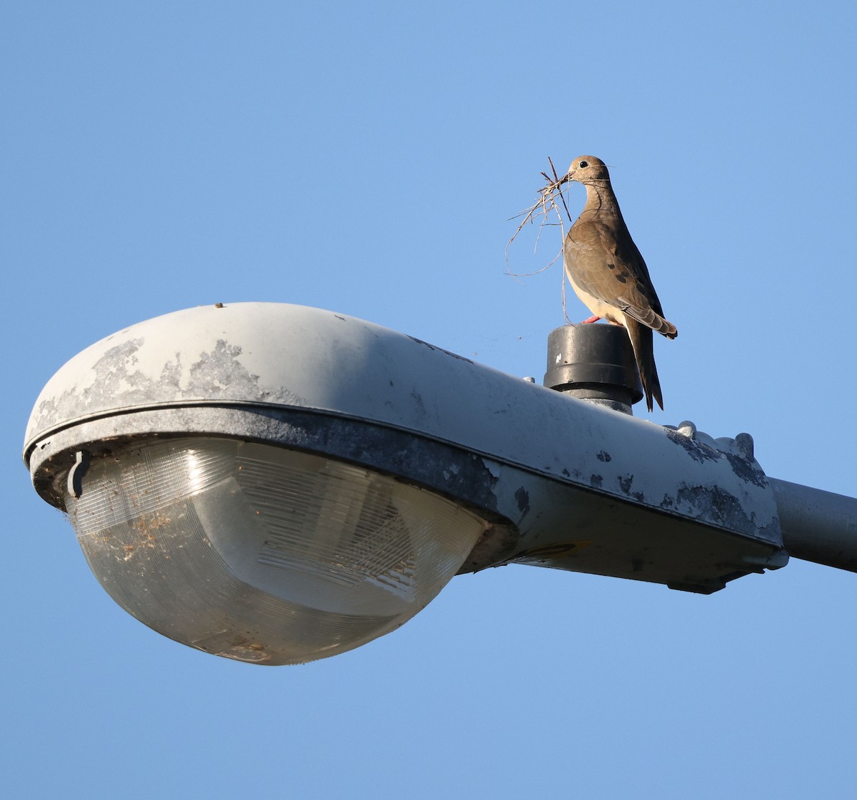 Mourning Dove - ML640745722