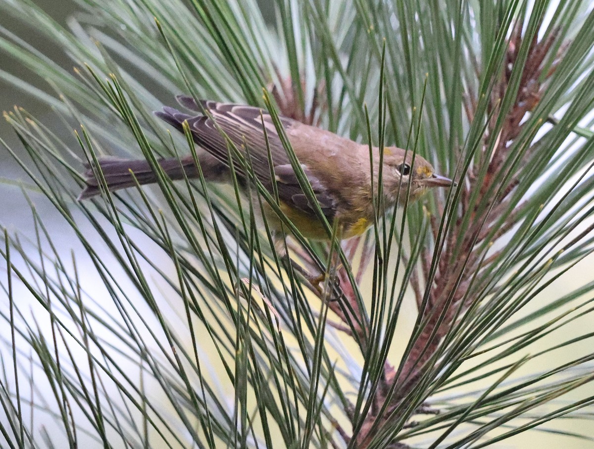 Pine Warbler - ML640745739