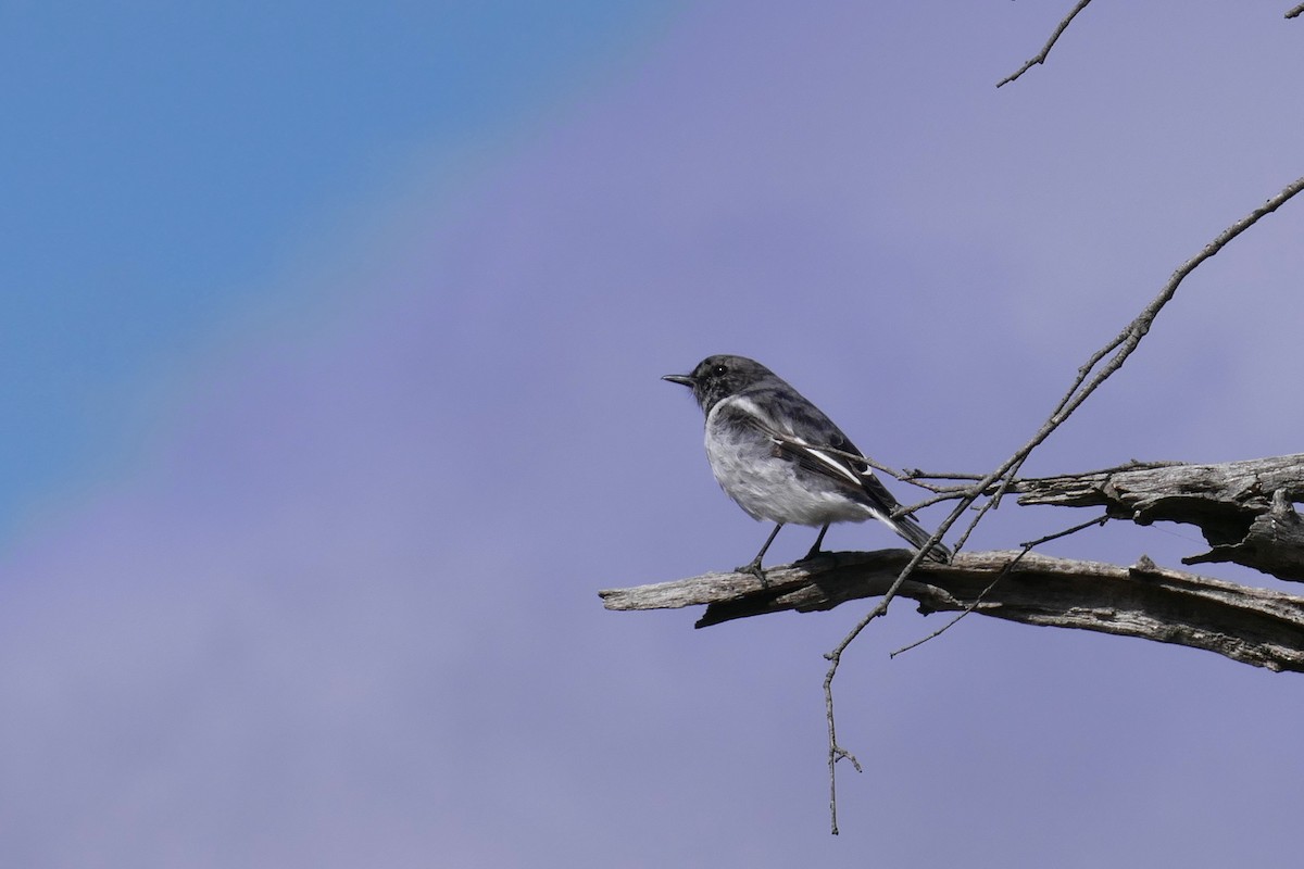 Hooded Robin - ML640745816
