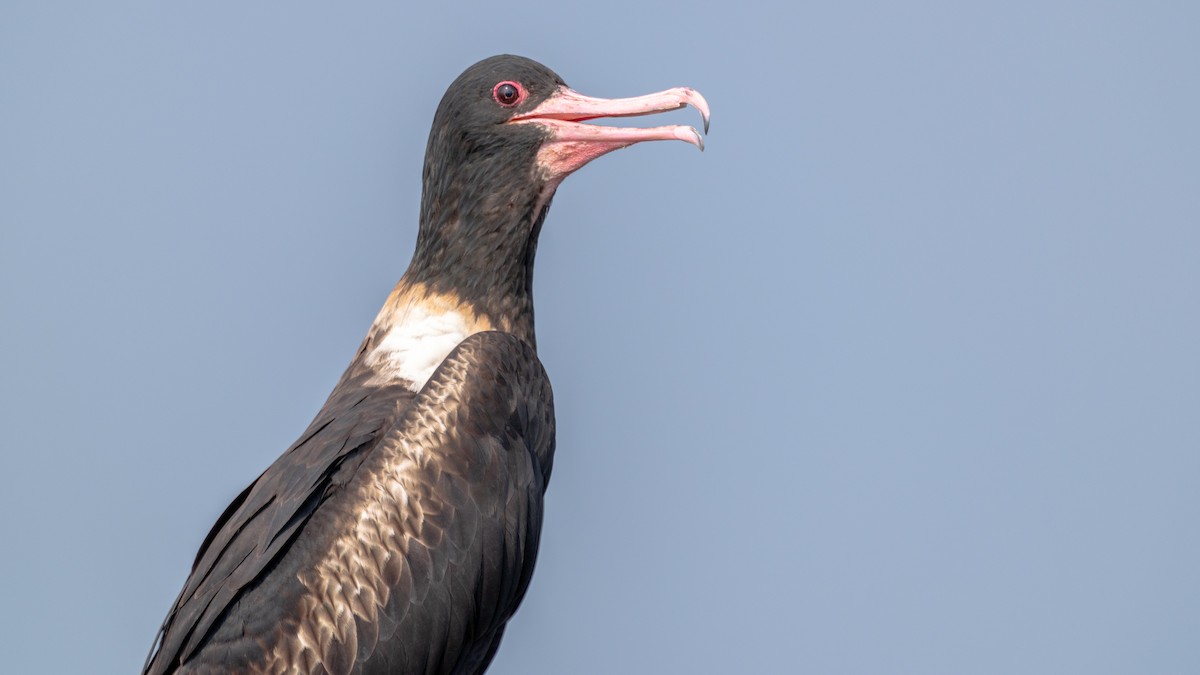 Lesser Frigatebird - ML640745825