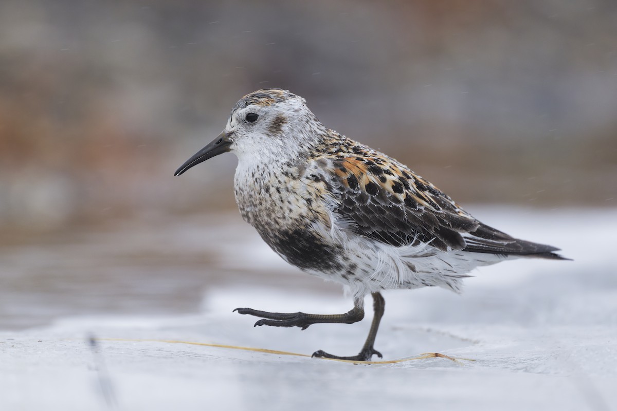 Rock Sandpiper - ML640745847