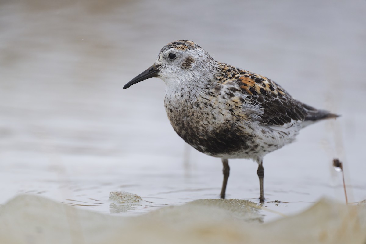 Rock Sandpiper - ML640745848