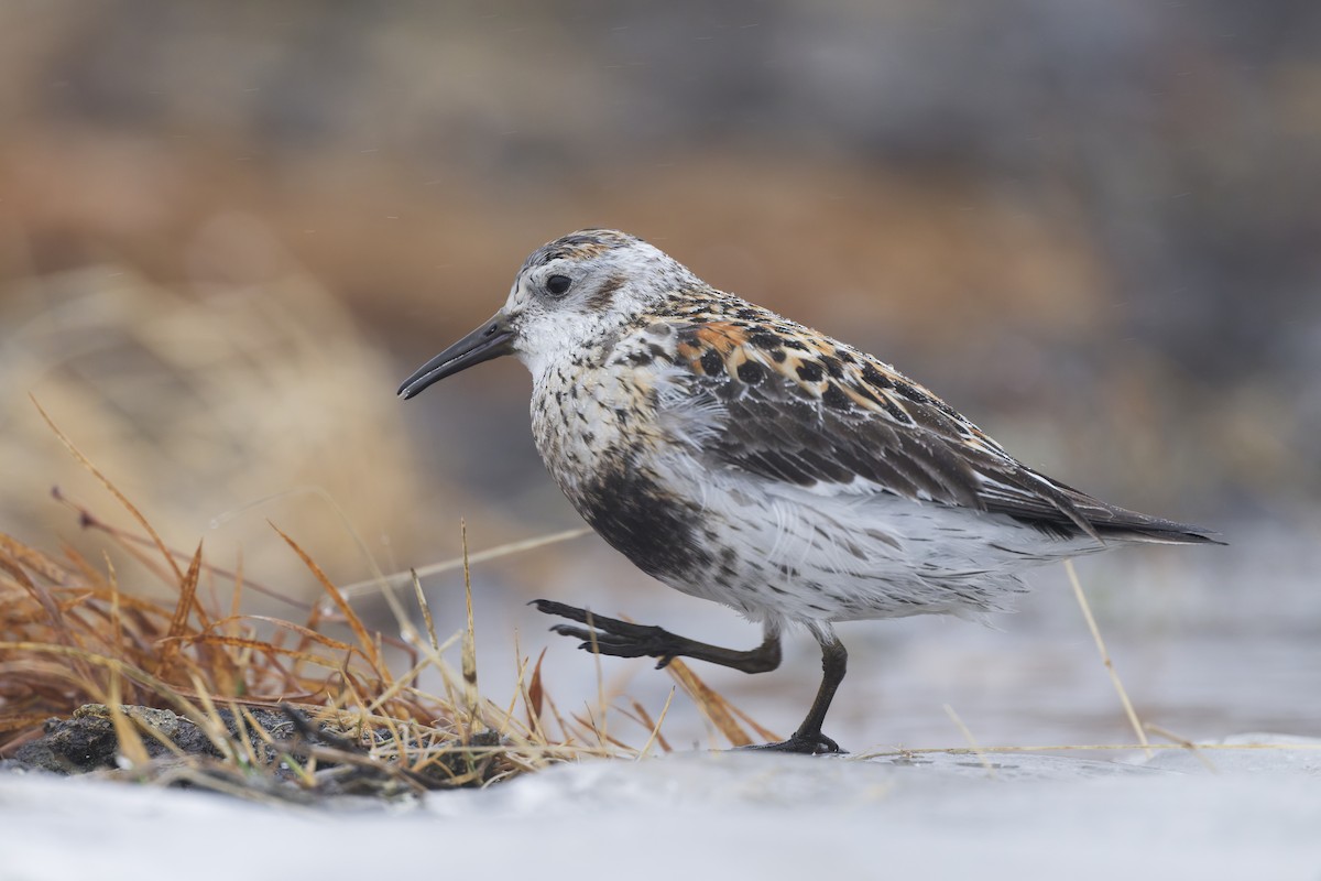 Rock Sandpiper - ML640745865