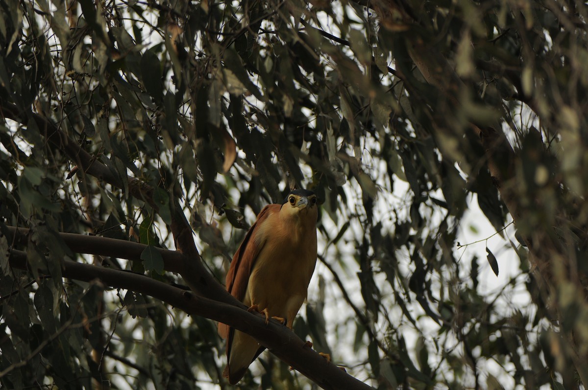 Nankeen Night Heron - ML640745869