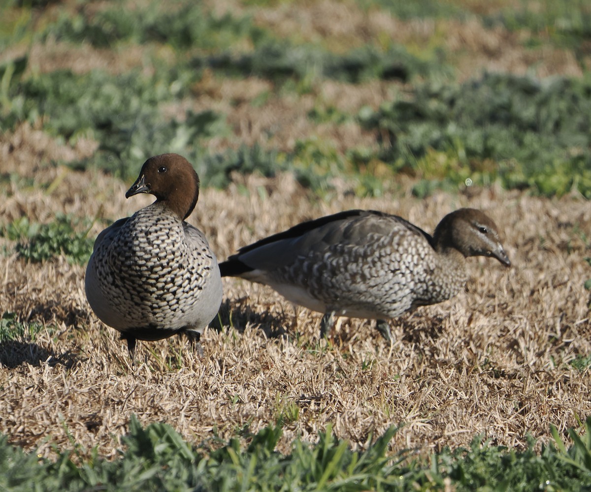 Maned Duck - ML640745870