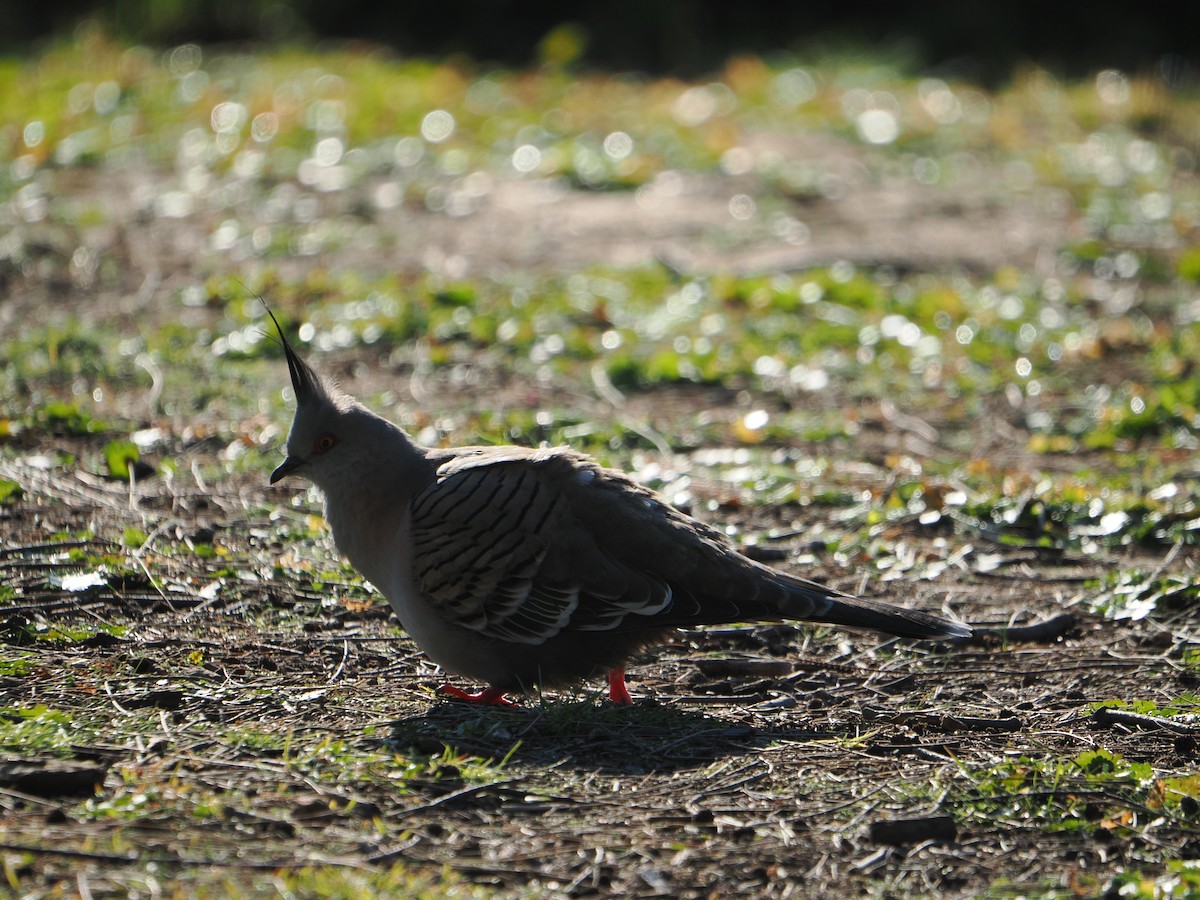 Crested Pigeon - ML640745872