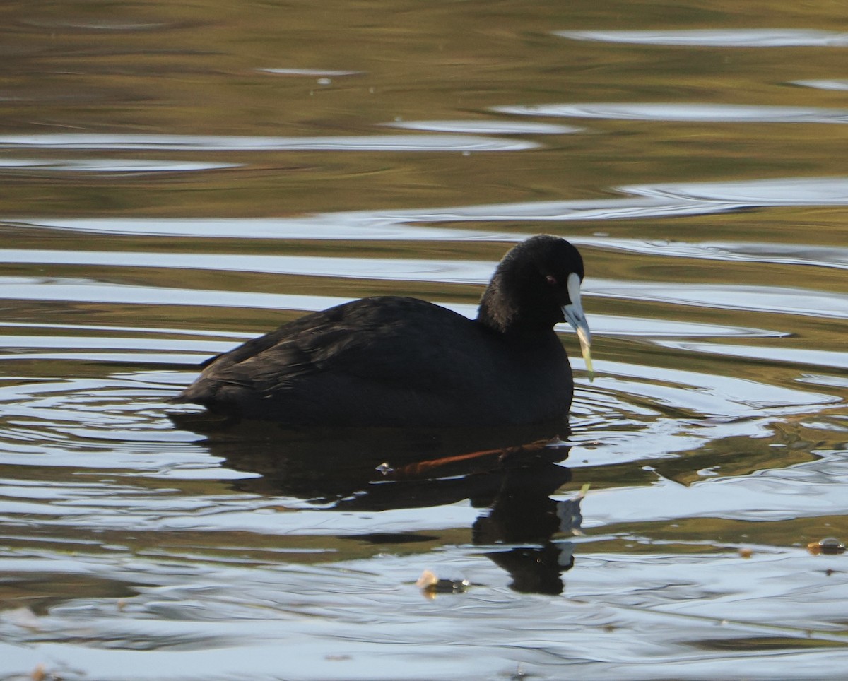 Eurasian Coot - ML640745876