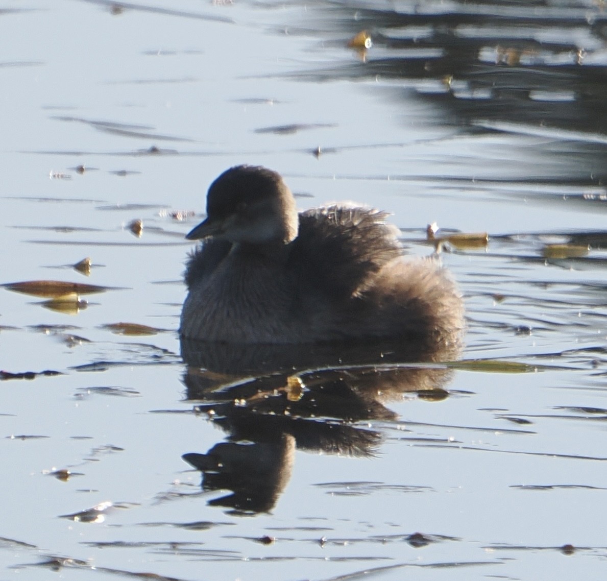 Australasian Grebe - ML640745881