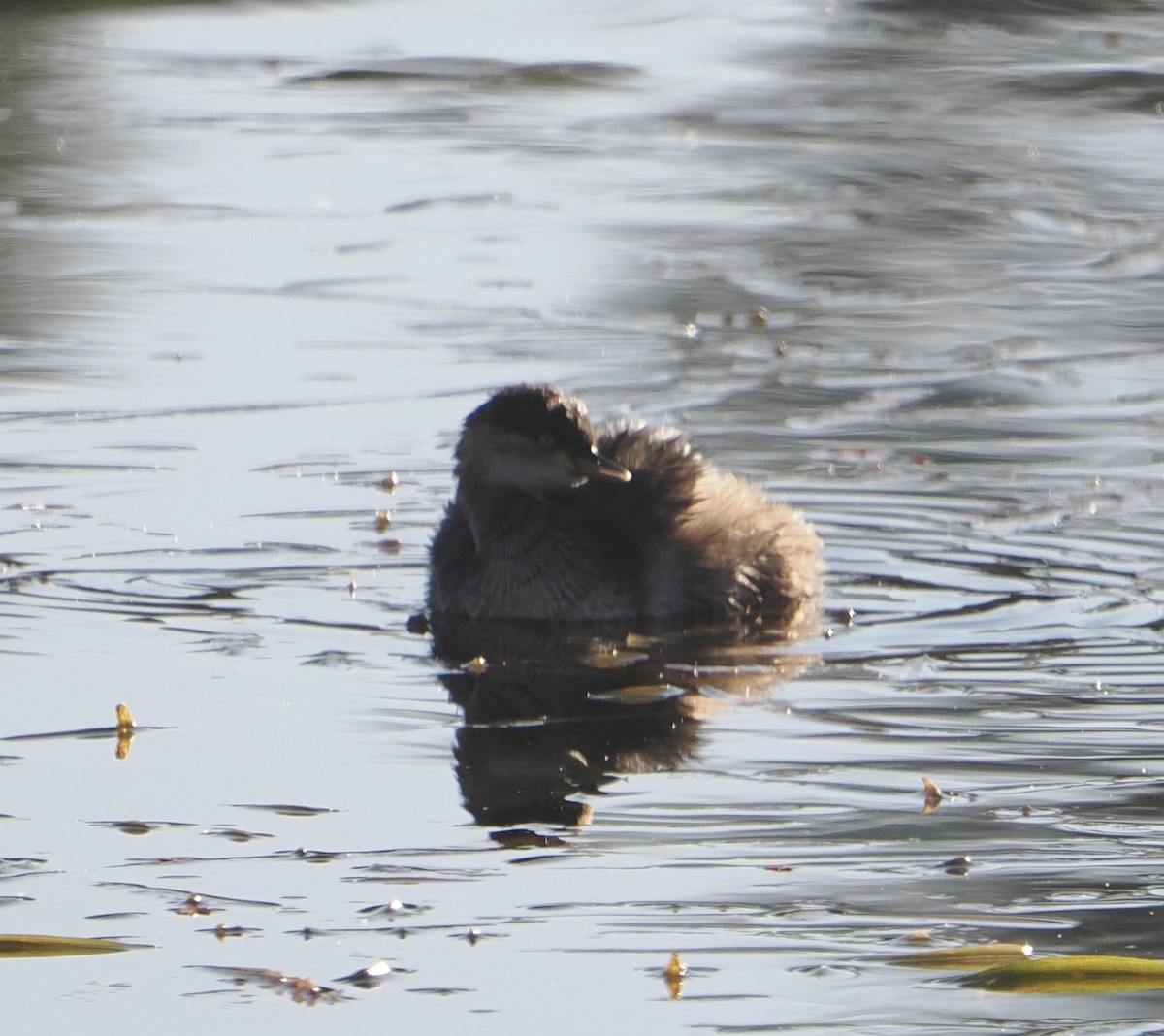 Australasian Grebe - ML640745882
