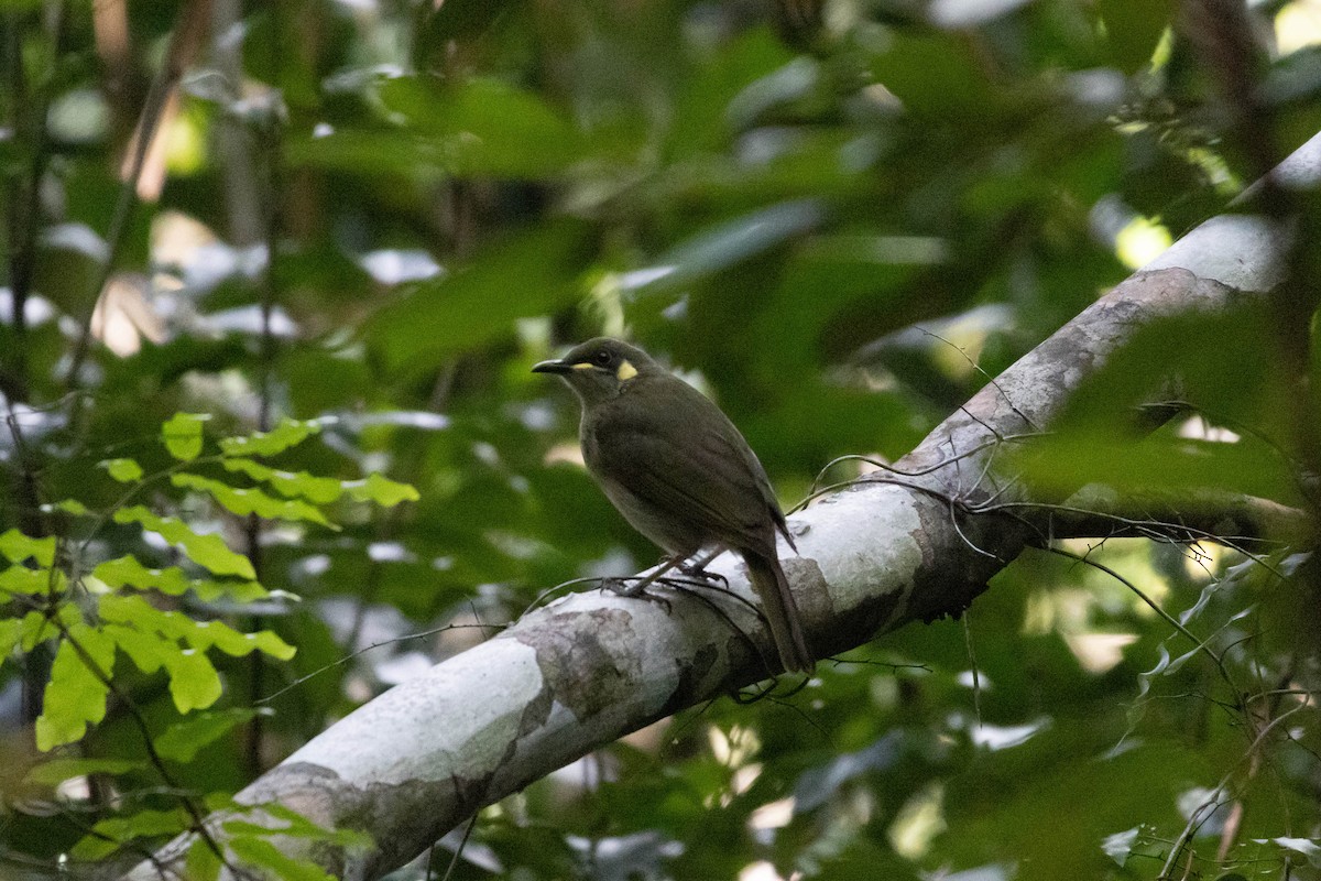 Cryptic Honeyeater - ML640745883