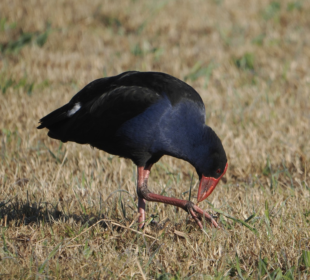 Australasian Swamphen - ML640745884