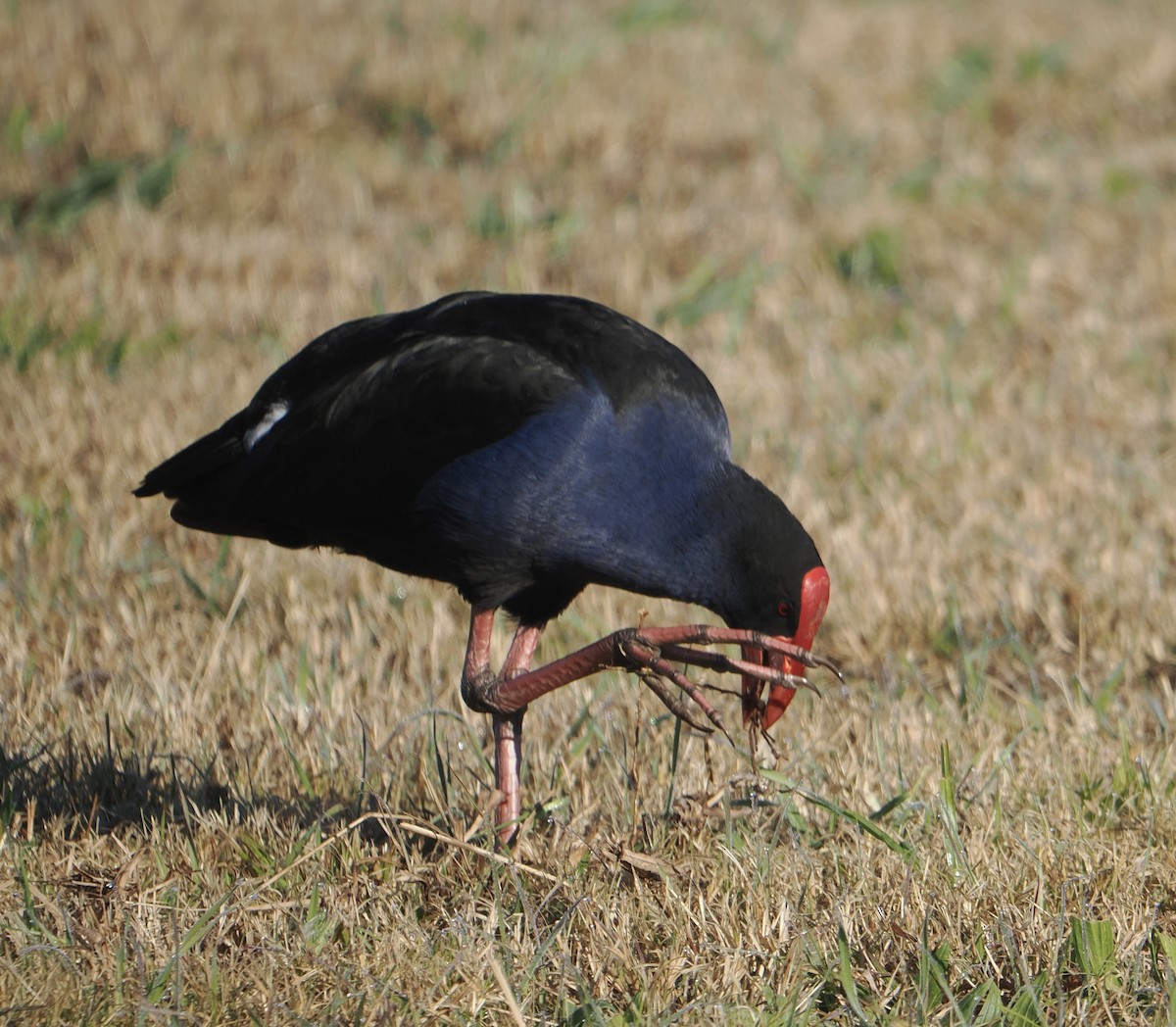Australasian Swamphen - ML640745885