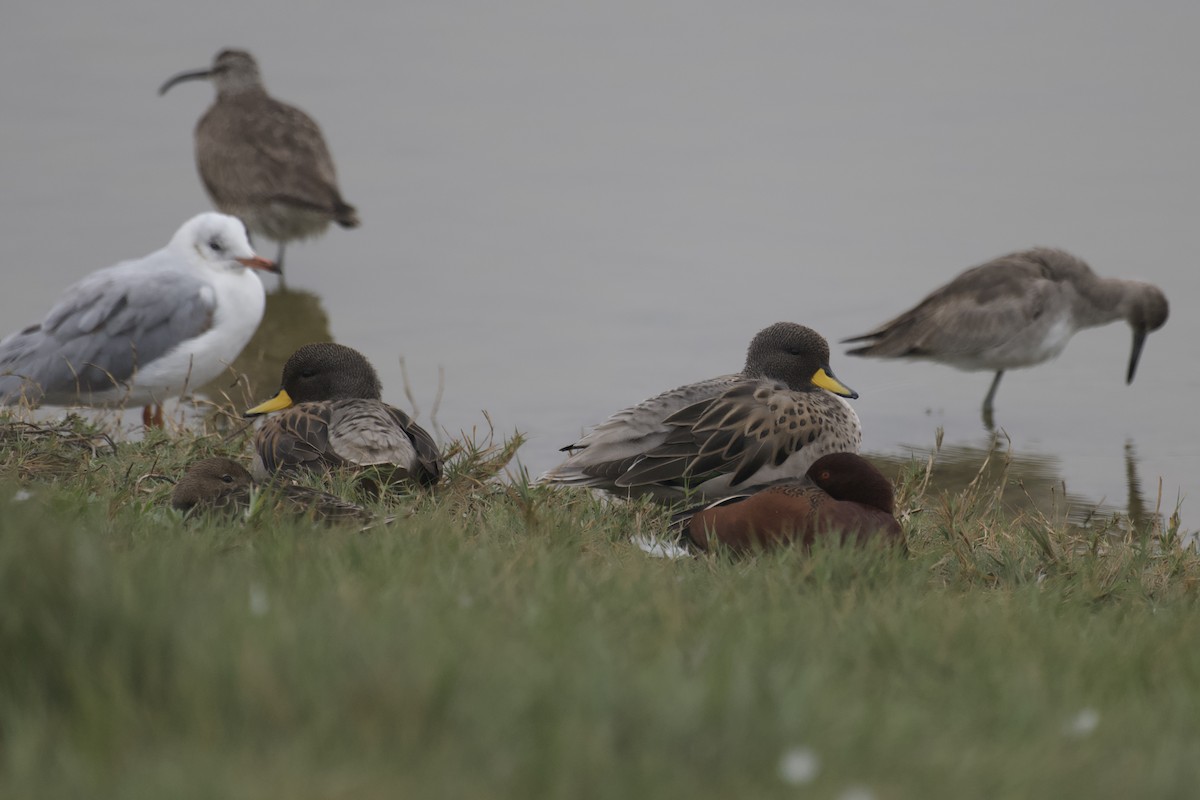Yellow-billed Teal - ML640745907