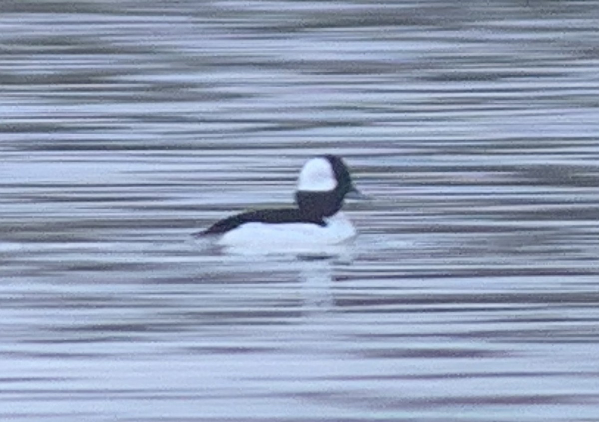 Bufflehead - ML640745942