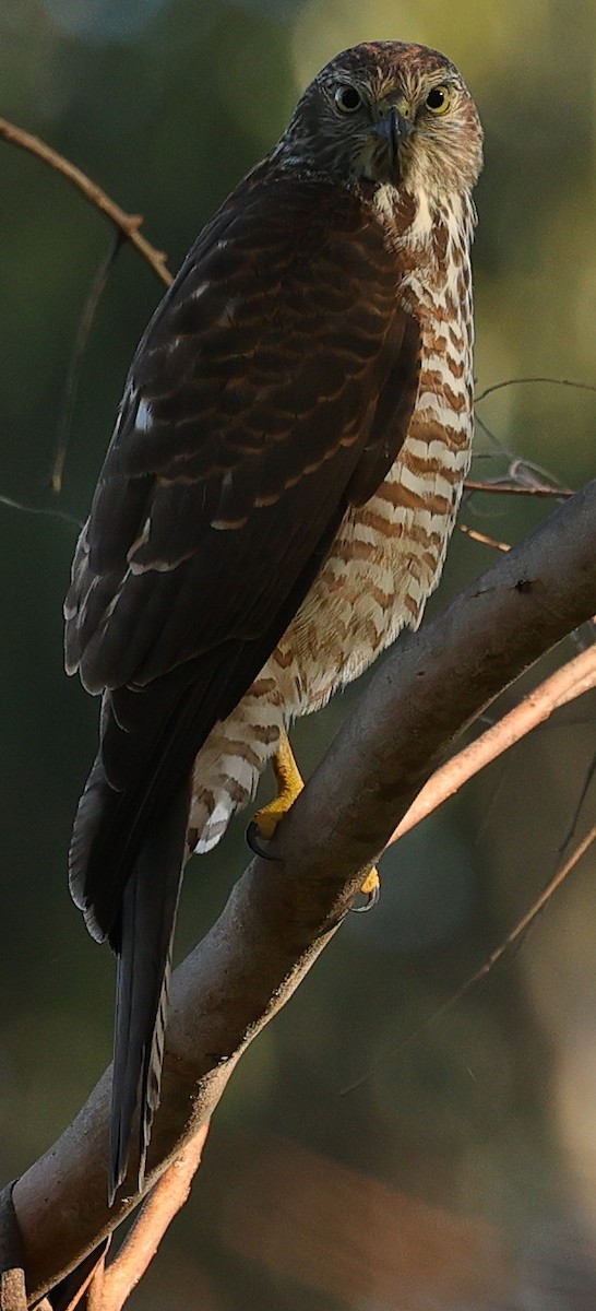 Brown Goshawk - ML640745971