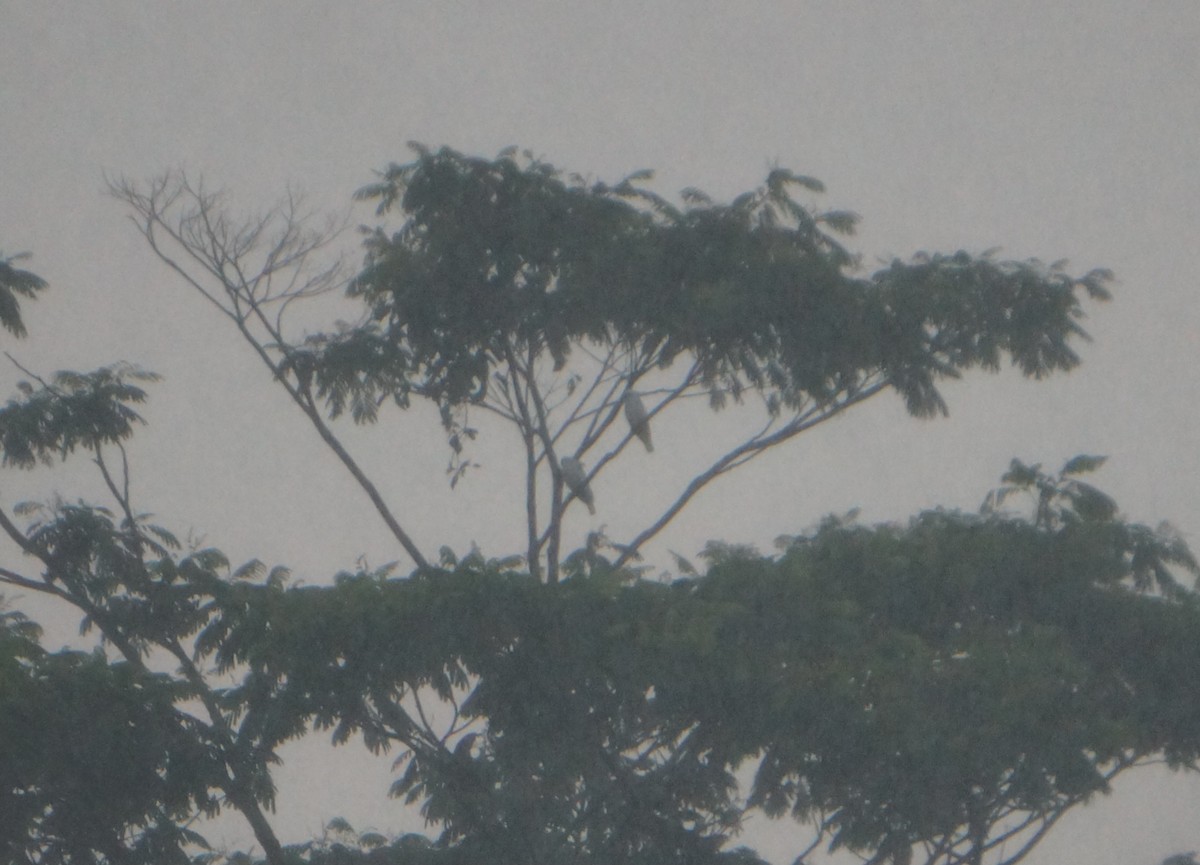 Yellow-crested Cockatoo - ML640745979