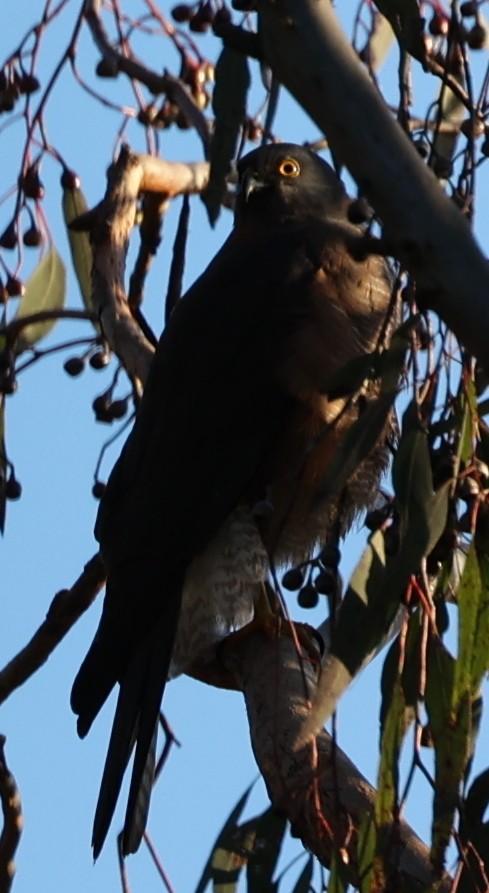 Collared Sparrowhawk - ML640746047