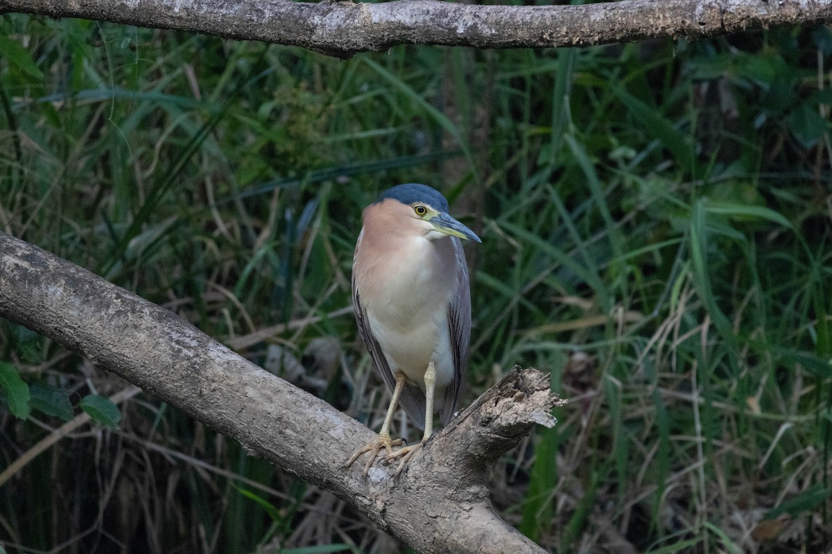 ハシブトゴイ - ML640746050