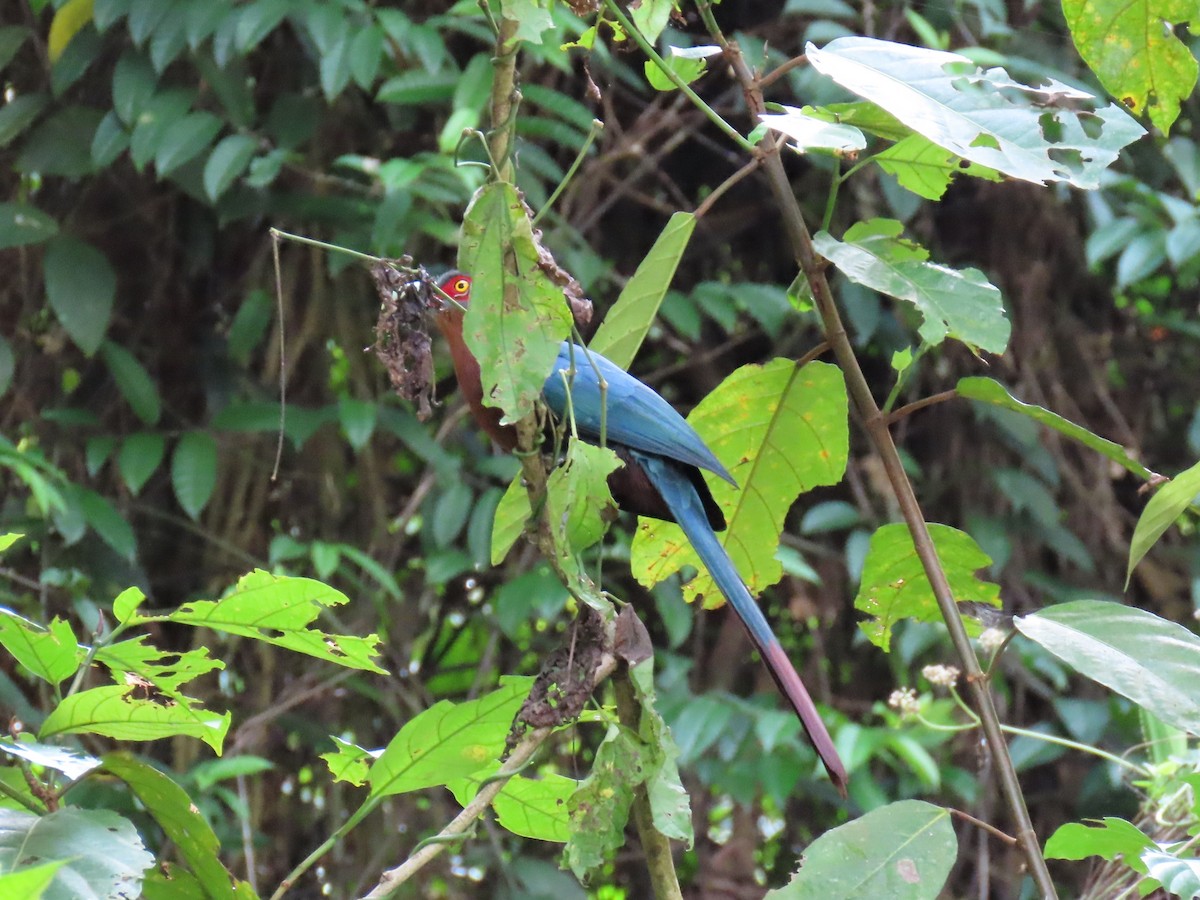 Chestnut-breasted Malkoha - ML640746135
