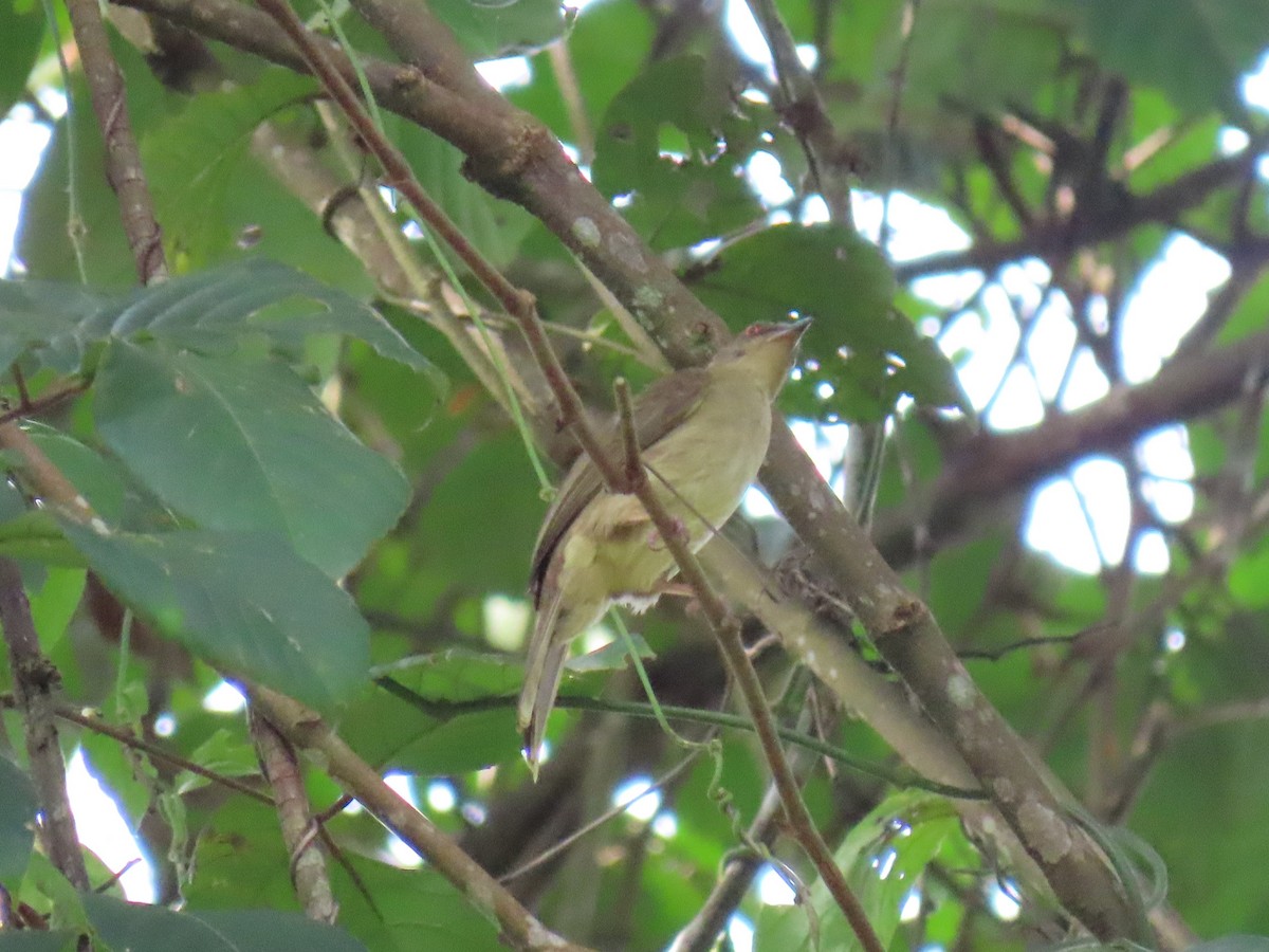 Red-eyed Bulbul - ML640746141