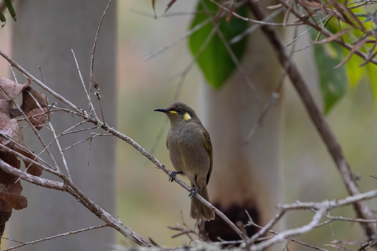 Cryptic Honeyeater - ML640746142
