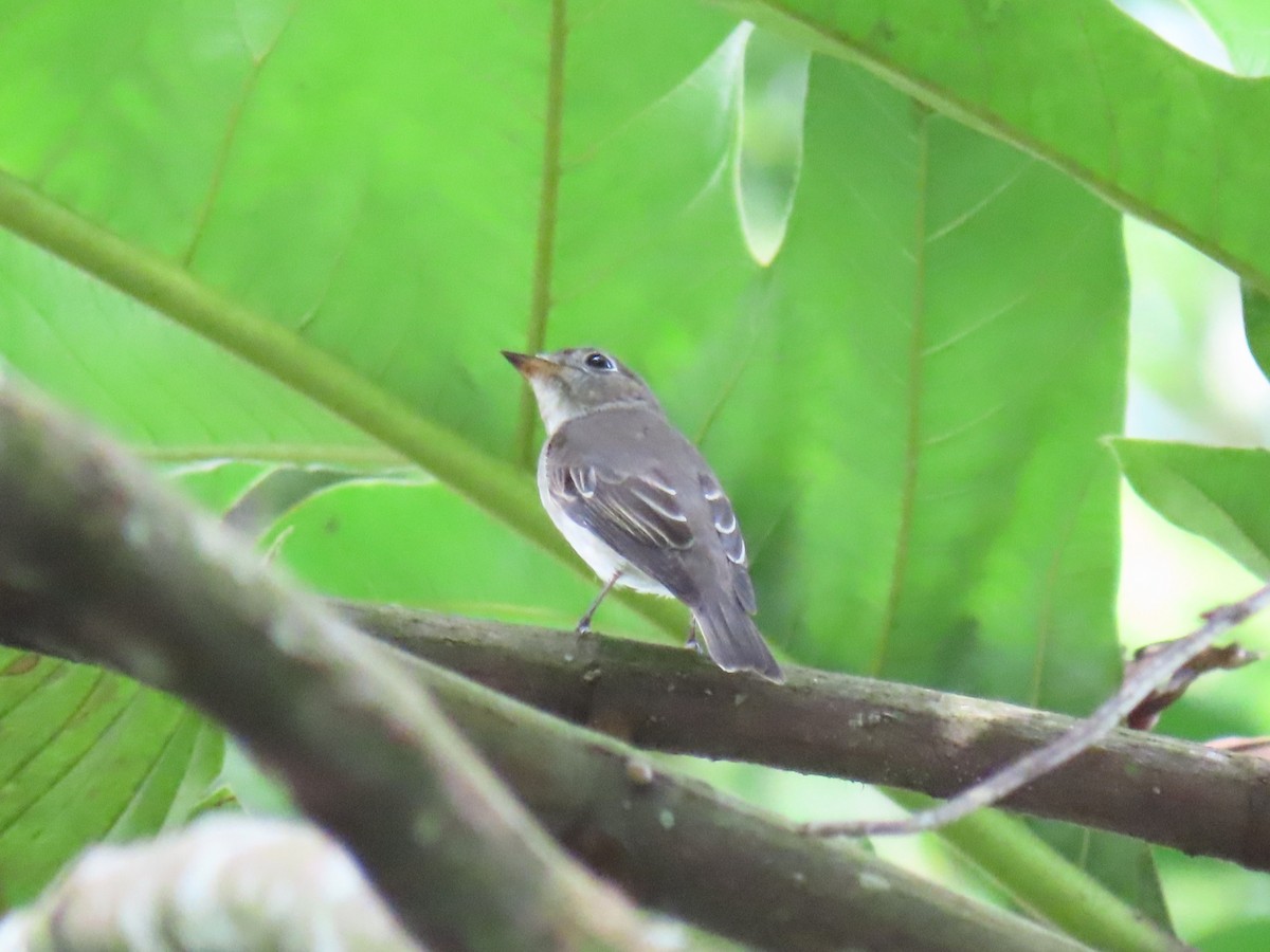 Дагуурын намнаахай - ML640746145