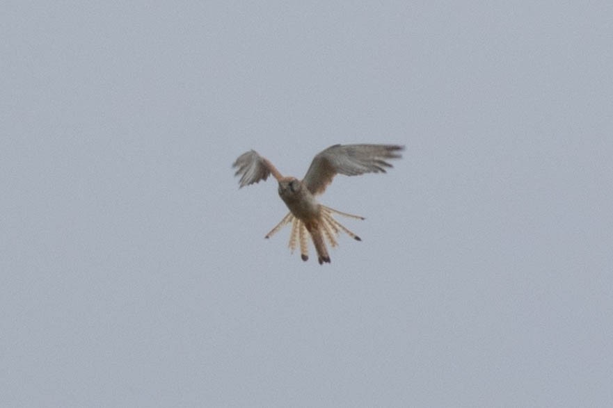 Nankeen Kestrel - Lucas Pittman