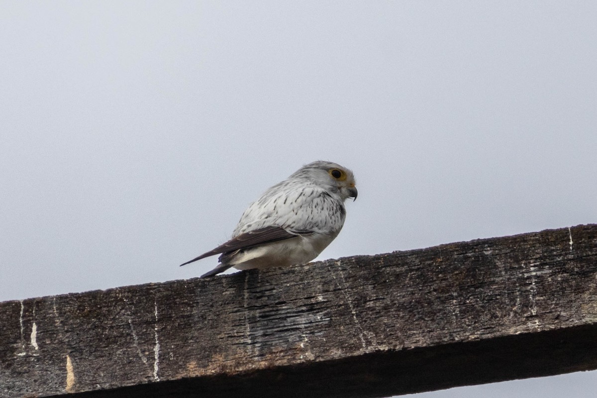 Nankeen Kestrel - Lucas Pittman