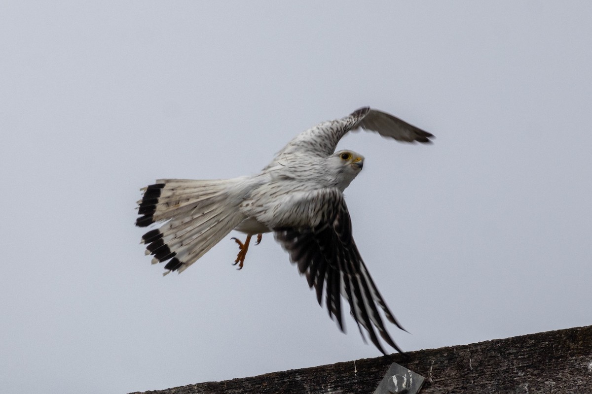 Nankeen Kestrel - Lucas Pittman