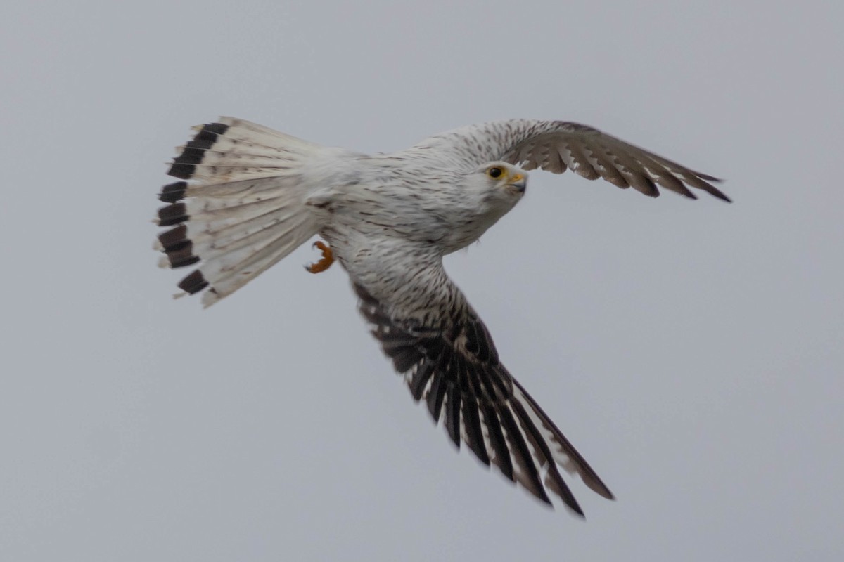 Nankeen Kestrel - Lucas Pittman
