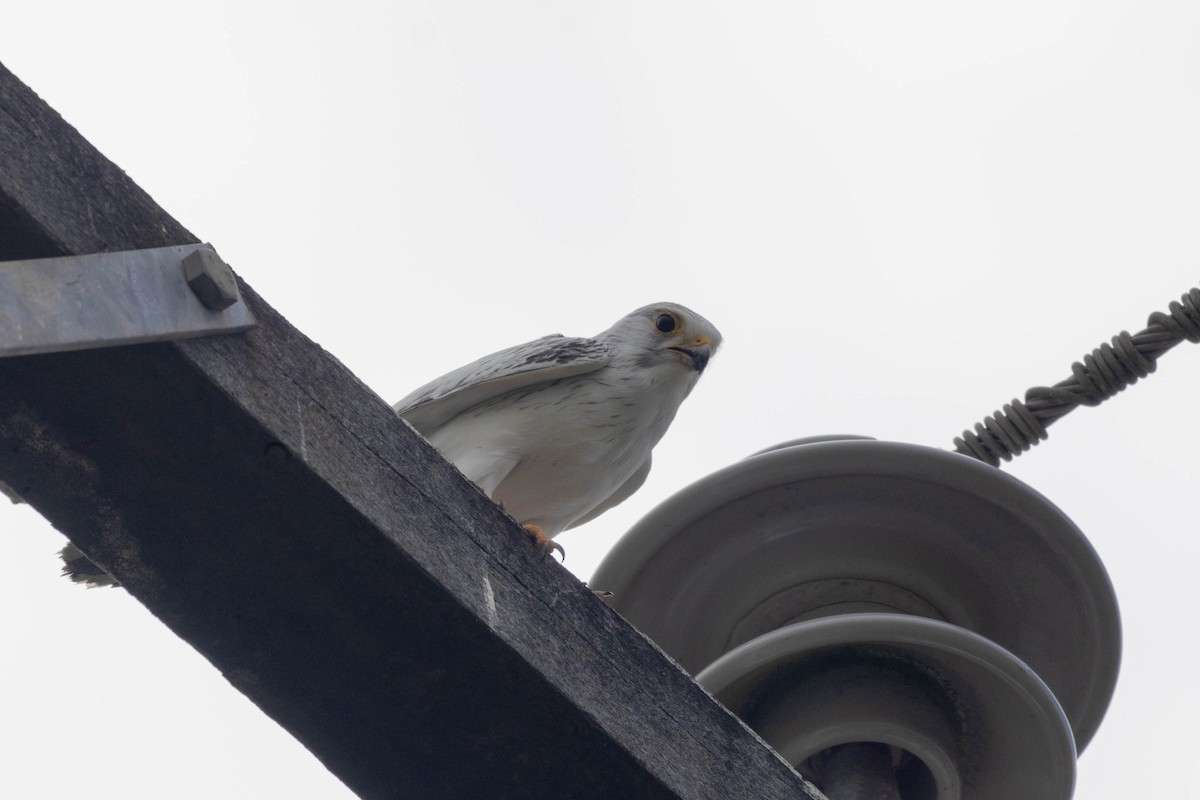 Nankeen Kestrel - Lucas Pittman