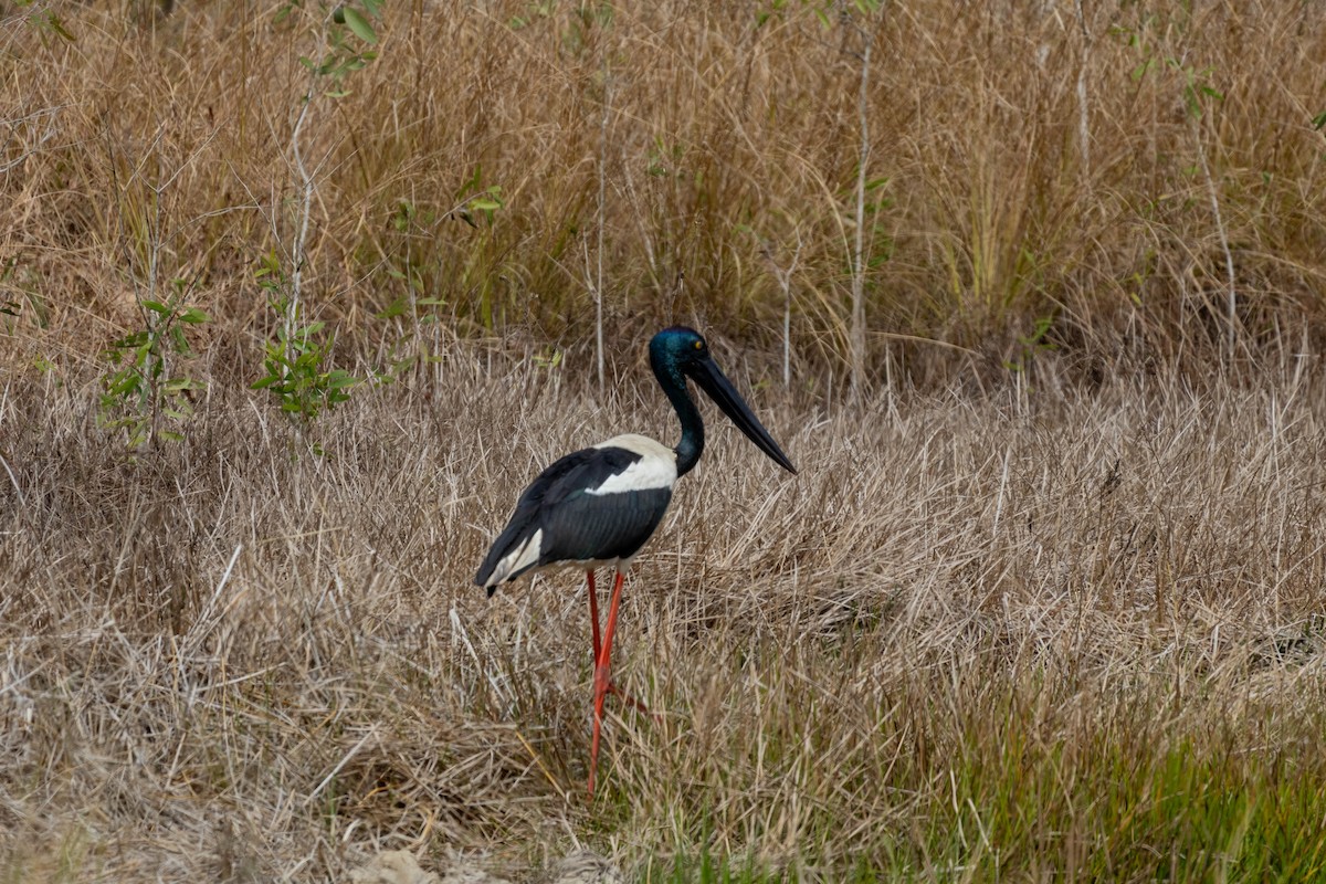 Black-necked Stork - ML640746175