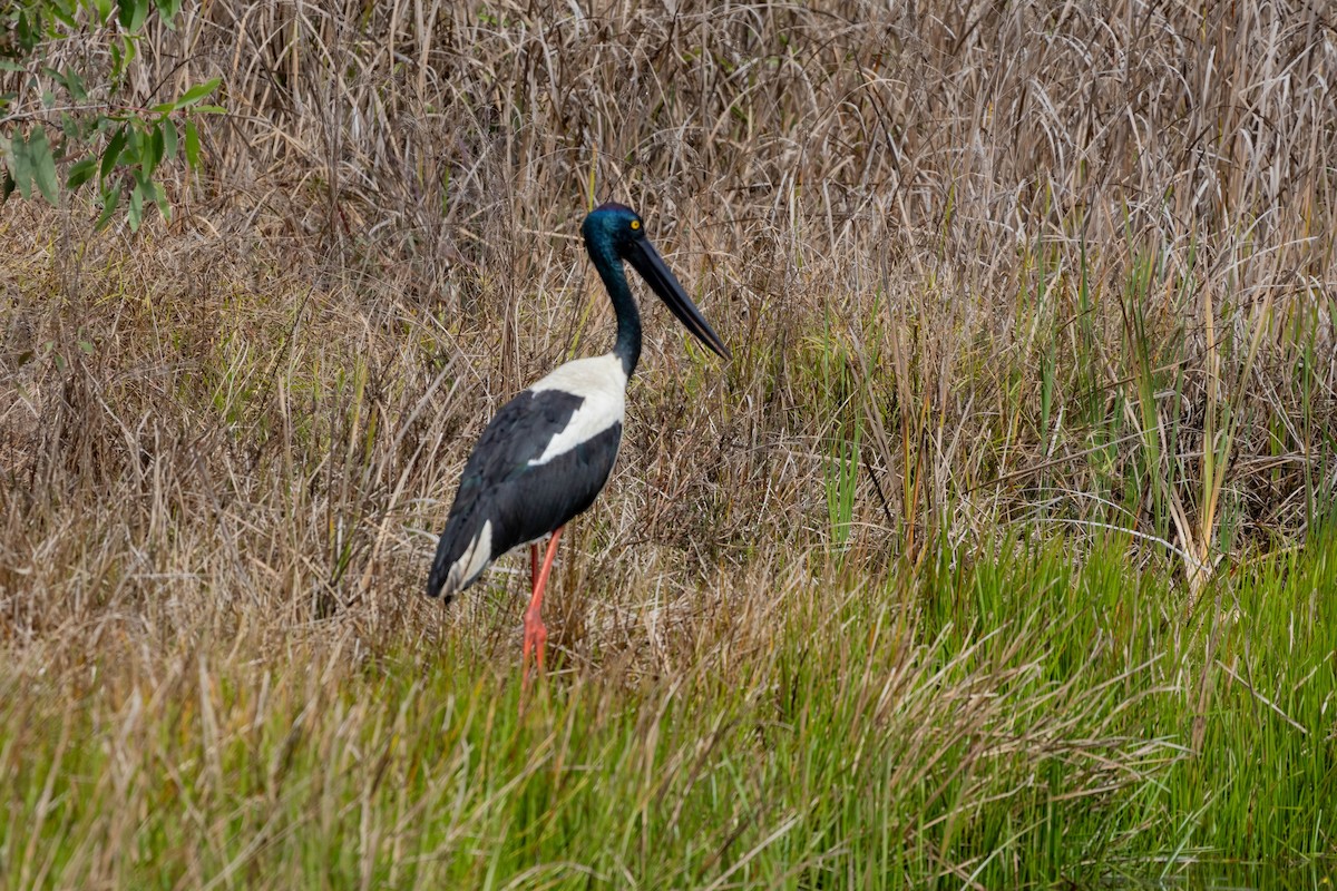 Black-necked Stork - ML640746176