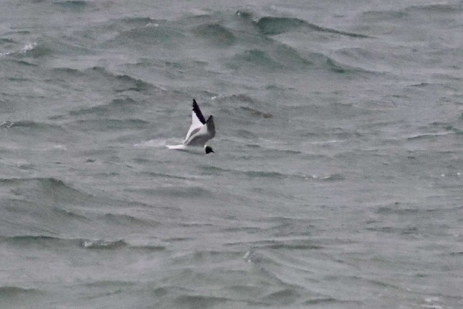 クビワカモメ - ML640746182