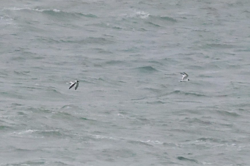 クビワカモメ - ML640746183