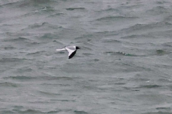 クビワカモメ - ML640746184