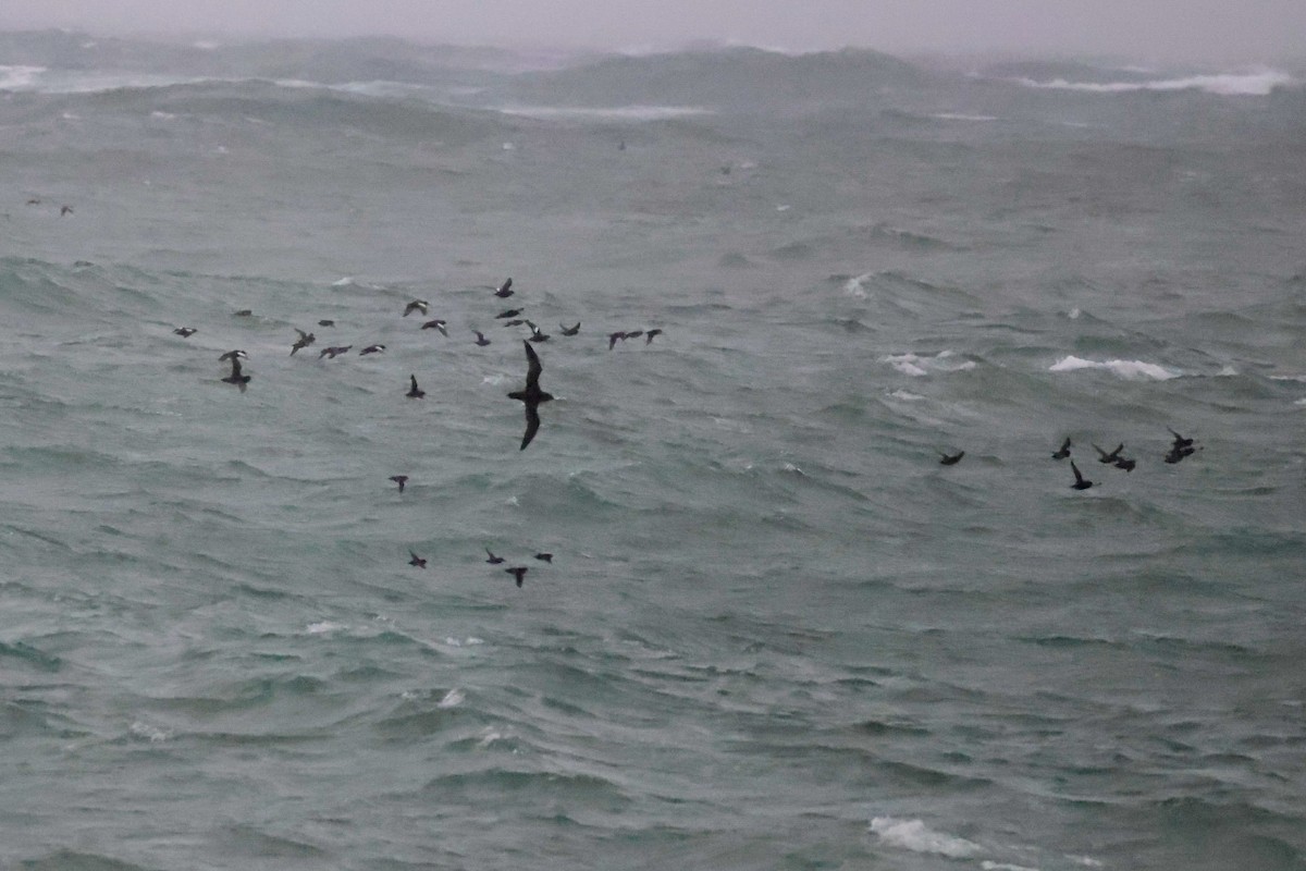 Short-tailed Shearwater - ML640746200