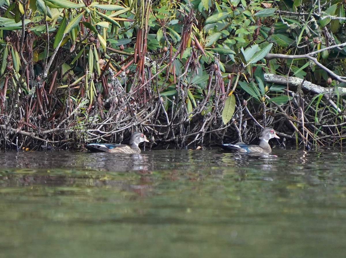 Wood Duck - ML640746230