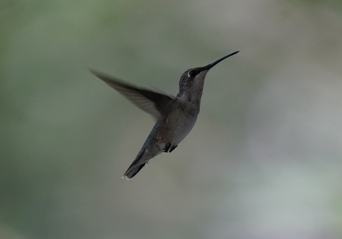 Ruby-throated Hummingbird - ML640746237