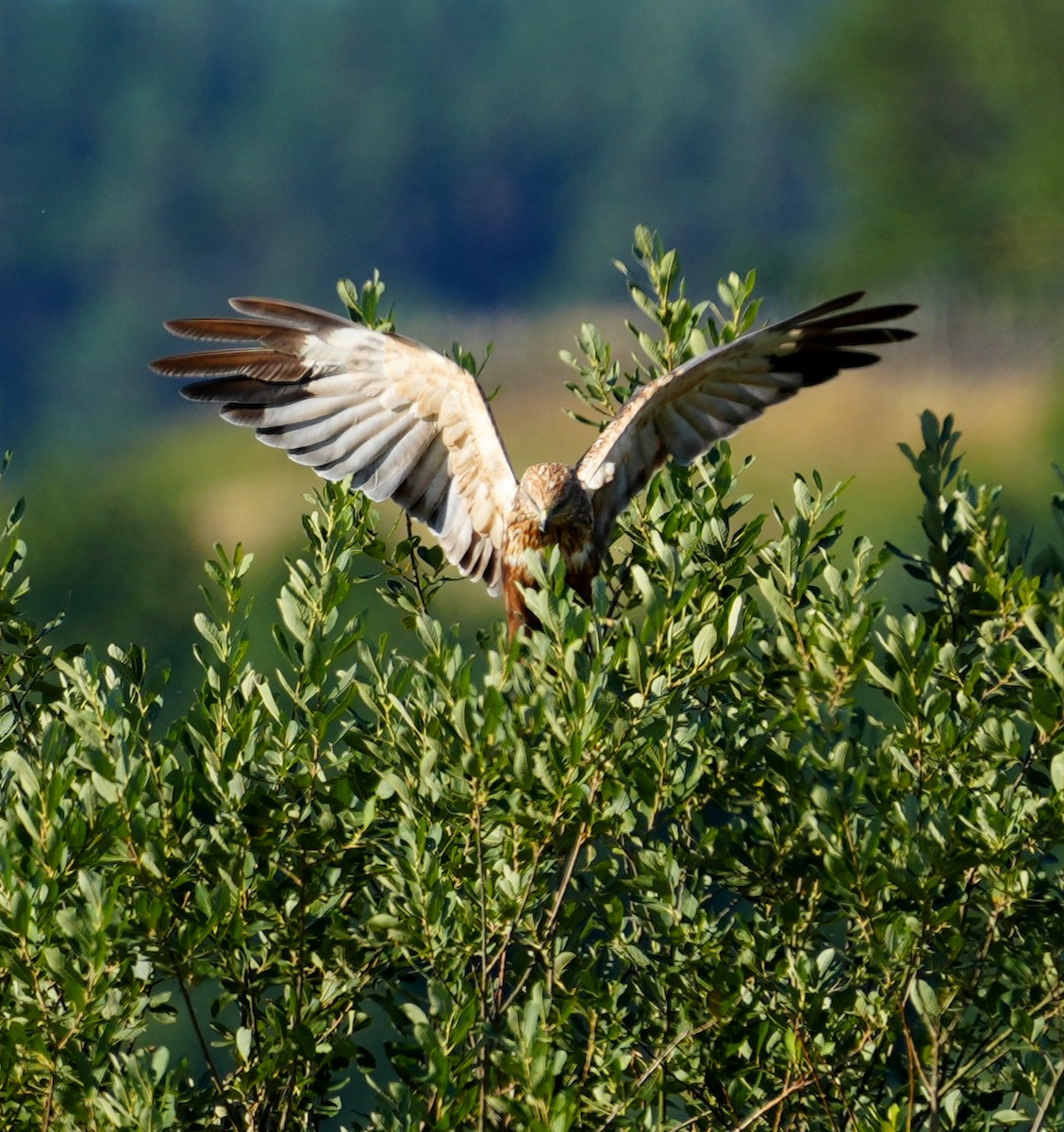 Western Marsh Harrier - ML640746249
