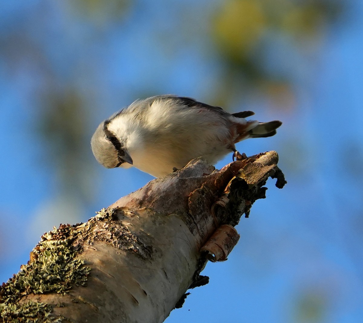 Eurasian Nuthatch - ML640746257