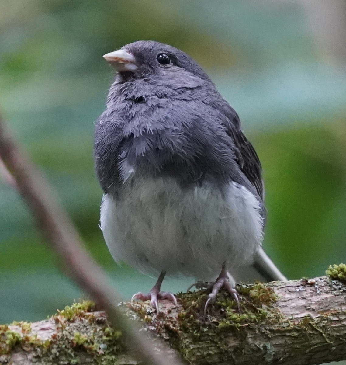 Dark-eyed Junco - ML640746293